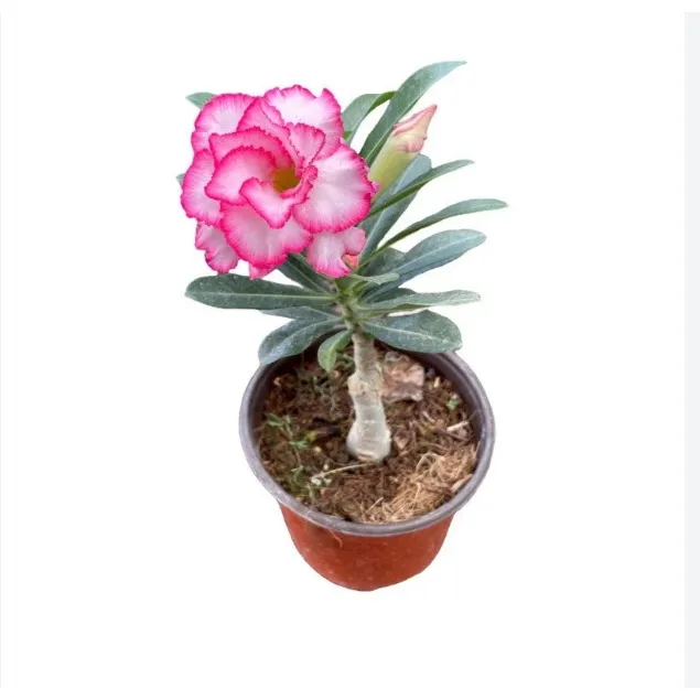 Planta Rosa Del Desierto Injertada