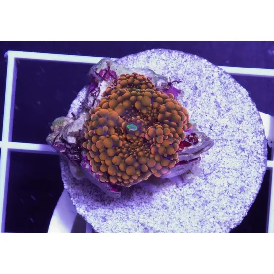 Coral Ricordea Ultra Orange Blue