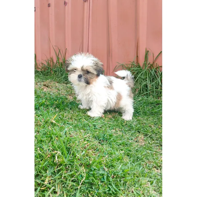 Shihtzu Macho
