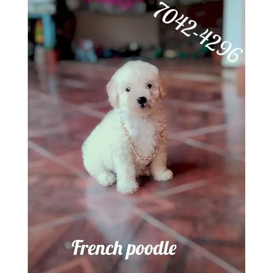 French Poodle