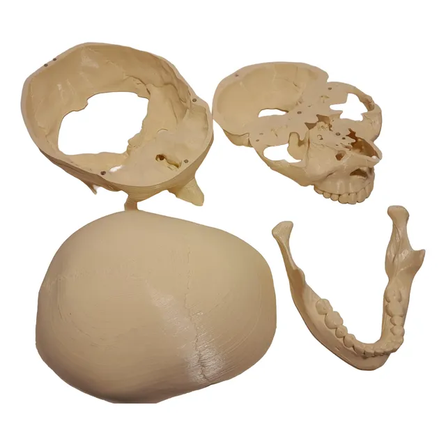 Craneo Anatomia Medicina Bioimagen Desmontable Imantado.
