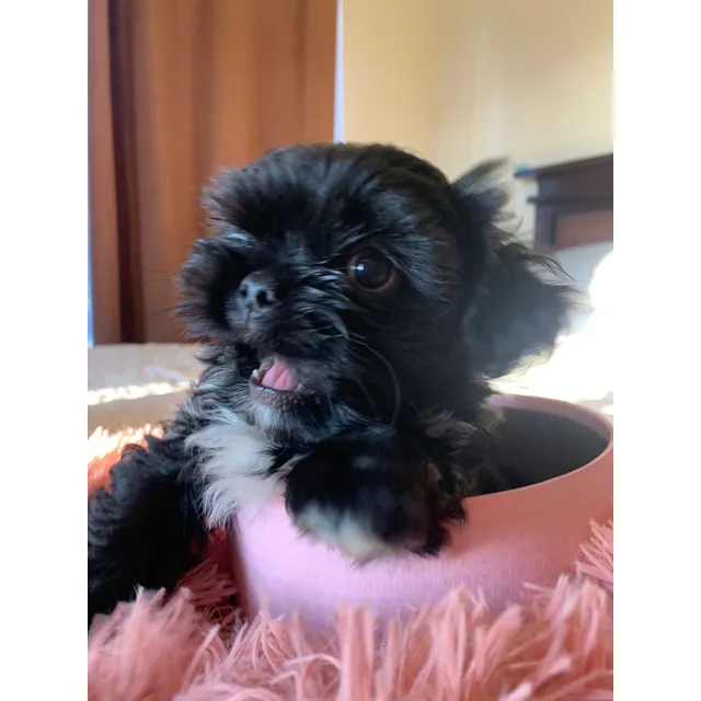 Cachorros Shihtzu