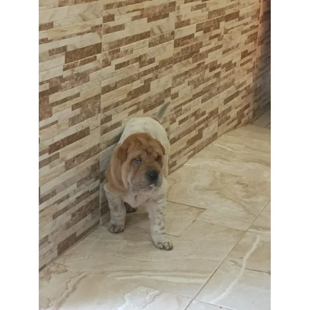 Shar Pei Apricot