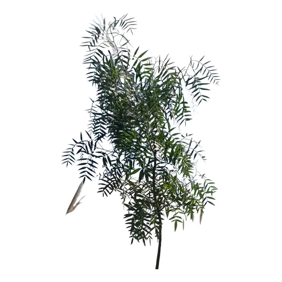 Árbol Schinus Molle - Anacahuita - 1 Planta Exterior