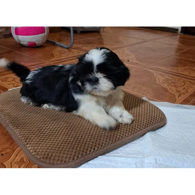 Cachorro Shih Tzu Blanco Y Negro