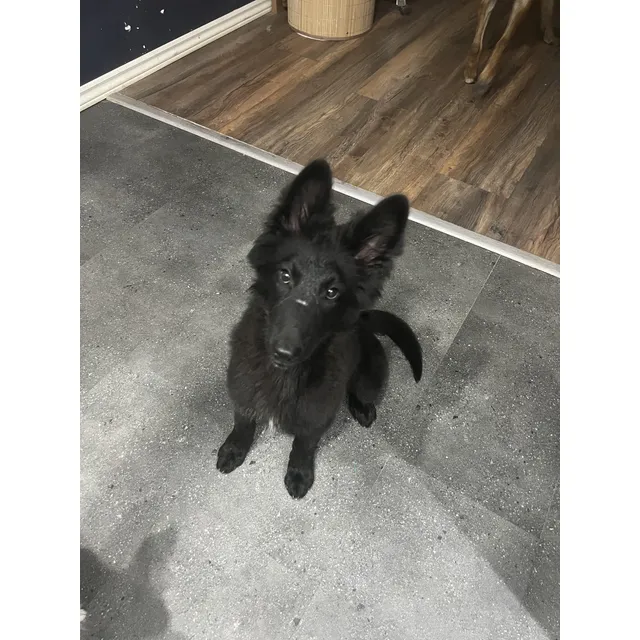 Pastor Belga Tervueren Y Groenendael Cachorros Con Pedigree