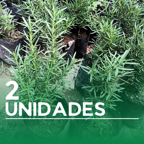 Plantas De Romero 