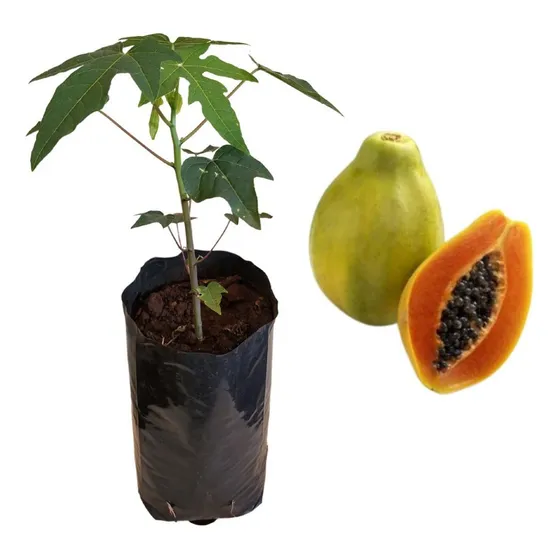 Mudas De Frutas