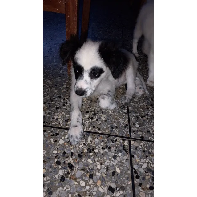 Cachorros Border Collie