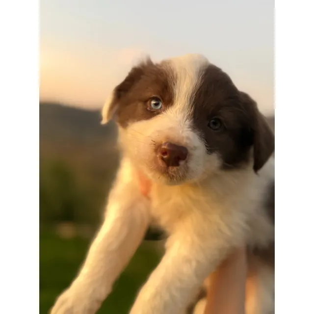 Border Collie Blue Merle, Red Merle Y Clasicos