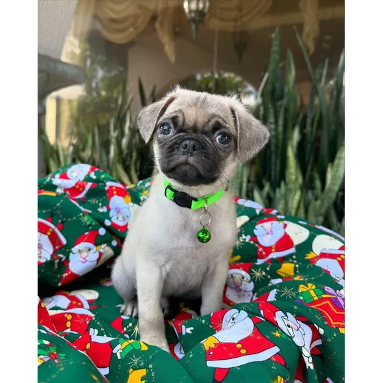 Cachorros Pug Calino Pedigrí Vacunados Tienda Física