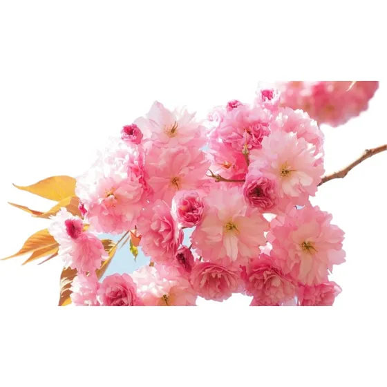 Cerezo Japonés Flor Rosada Doble !!