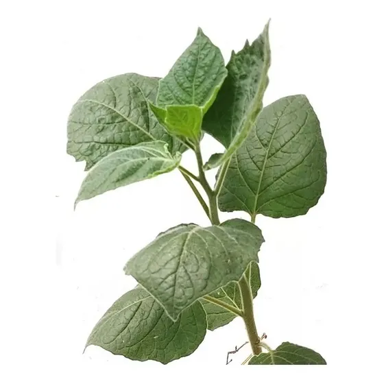 Planta Golden Berry