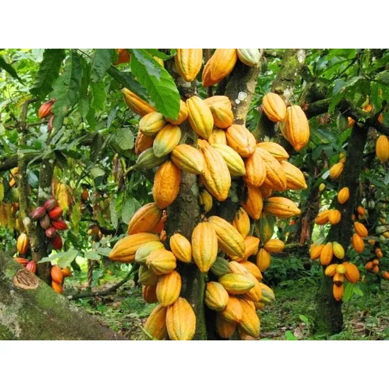 2 Mudas De Frutiferas Cacau Trinitário + O Adubo  Grátis.