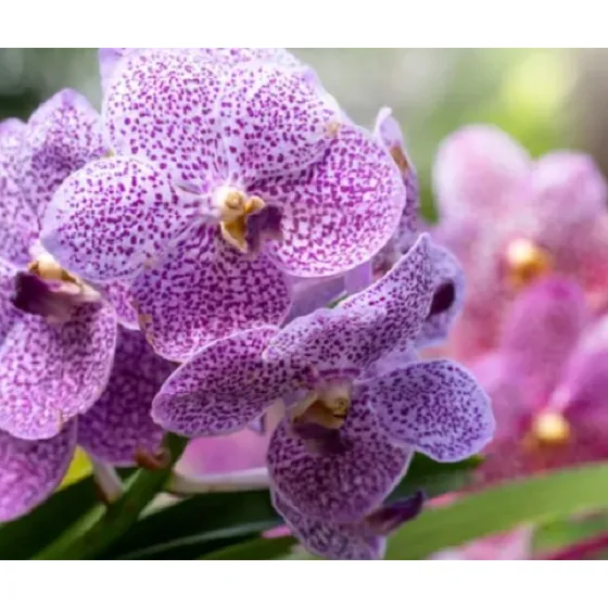 300 Semillas De Orquidea Mariposa  + Instructivo