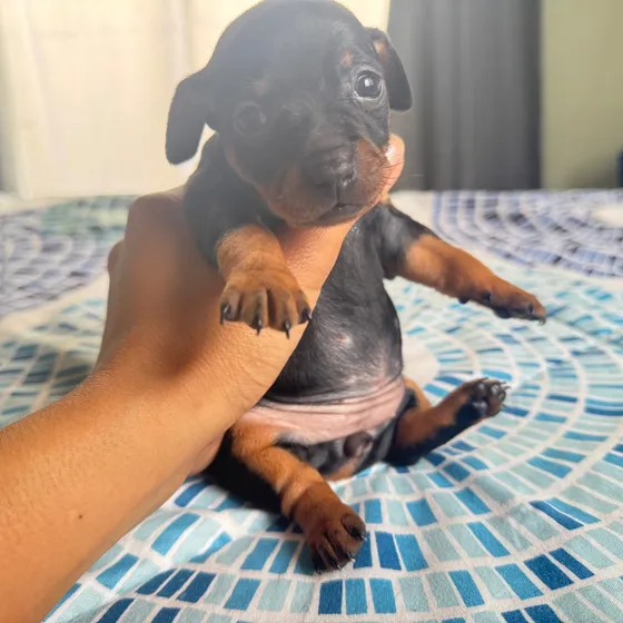 2 Perritos 1 Perrita Pincher Mini Perros