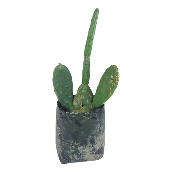 Planta Nopal (tuna Roja)