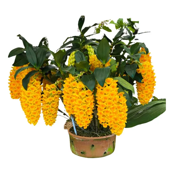 Orquidea Pendente Densiflorum Dendrobium Muda Adulta Exotica