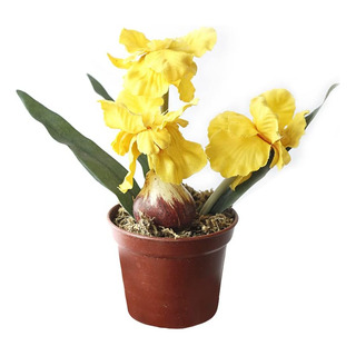 Riverbyland 6 Decoraciones De Flores Artificiales Iris Peque Riverbyland 6 Decoraciones De Flores Artificiales Iris Peque