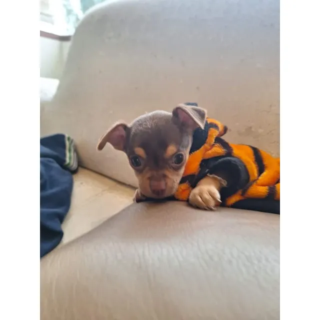 Chihuahua Hembra En Quito