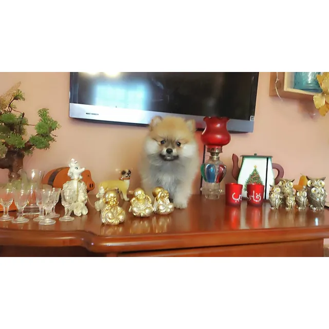 Pomerania Precioso Cachorrito  Pureza Garantizada Mini Toy