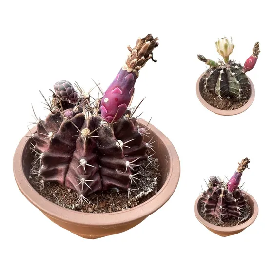 1 Muda Cacto Gymnocalycium Mihanovichii Lindas E Saudáveis  