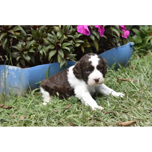 Cachorros Springer Bogotá Animal Pets Colombia 