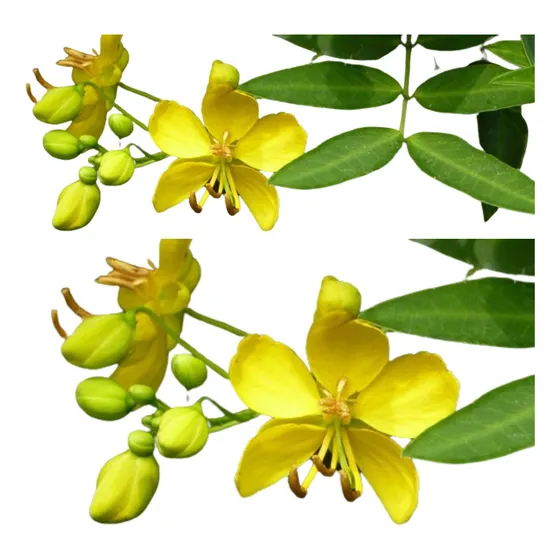 Sen Del Campo Senna Corymbosa Árbol Nativo Atrae Mariposas