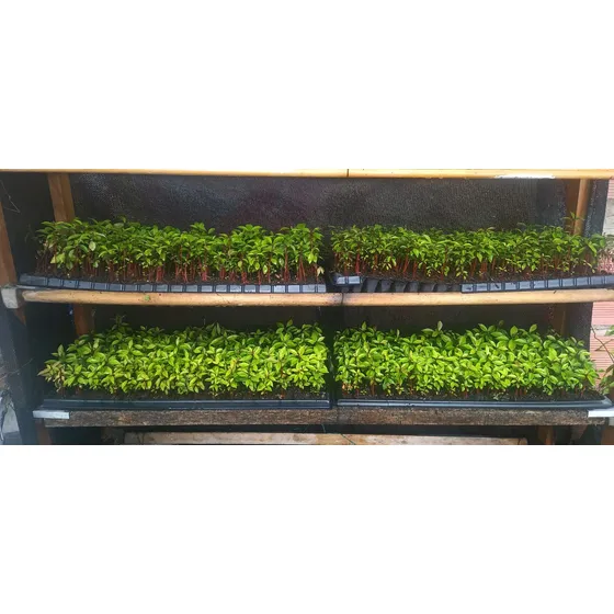 Plantas De Eugenia Bandeja 128 Cavidades/5 Tallos X Cavidad