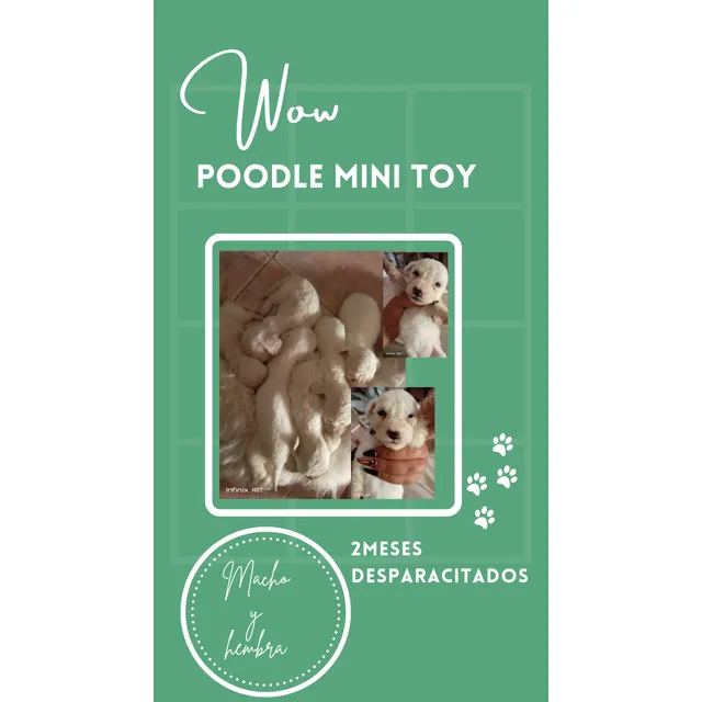 Cahorrospudlle Mini Toy