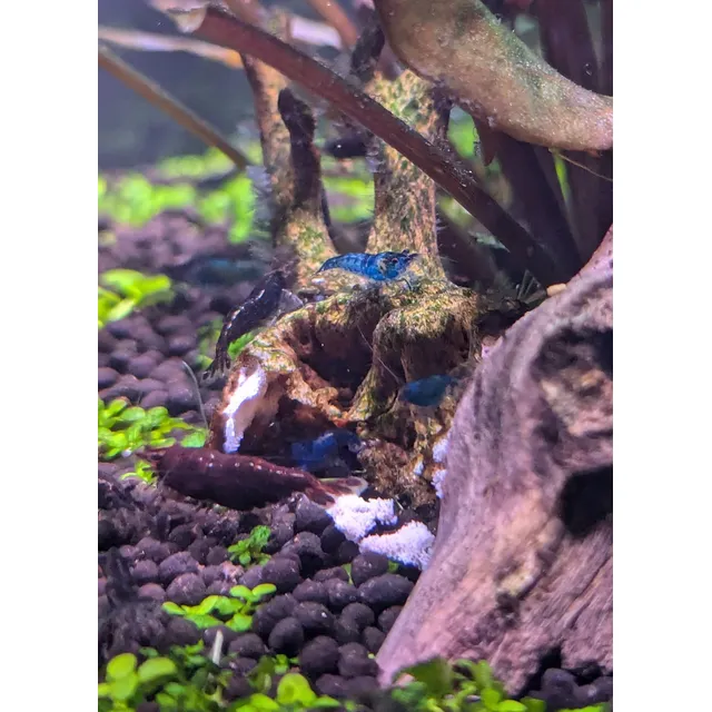Gambas Neocaridinas Juveniles