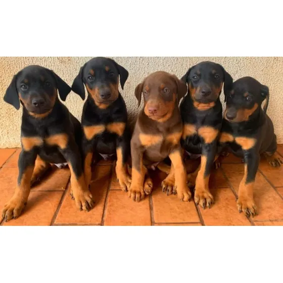 Doberman Europeu Belo Filhote