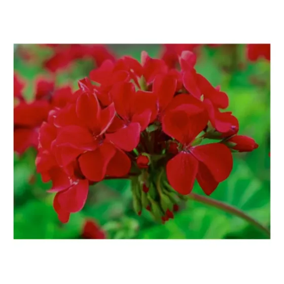 Semillas Geranio Cardenal Rojo 40u