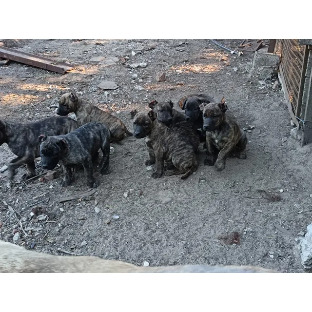 Cachorros Cimarrones Puros
