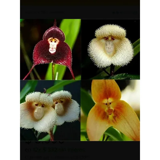 Semillas Orquídea Cara De Mono Mixtas Envío A Todo Chile