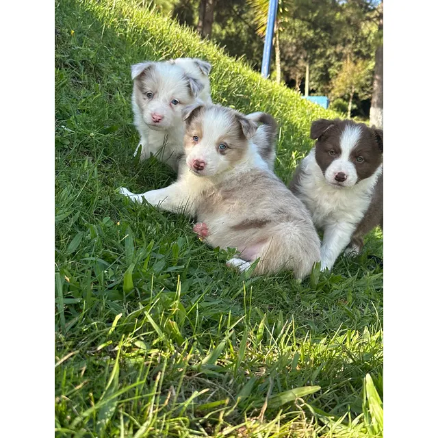 Border Collie