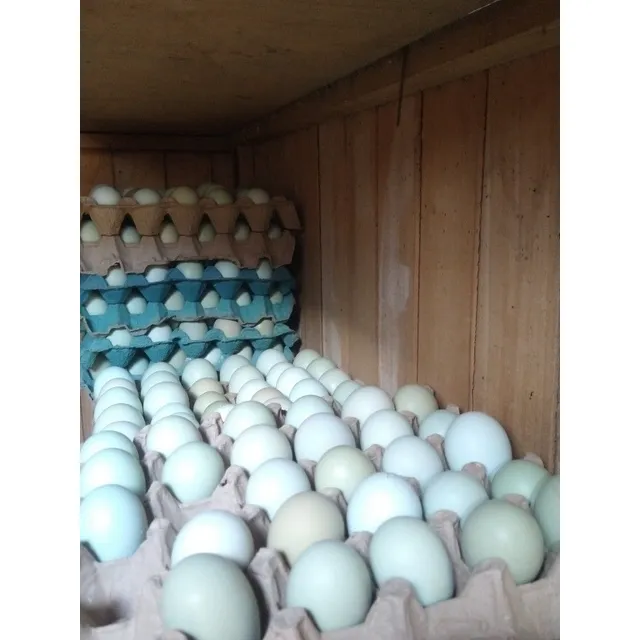 Huevo De Gallina