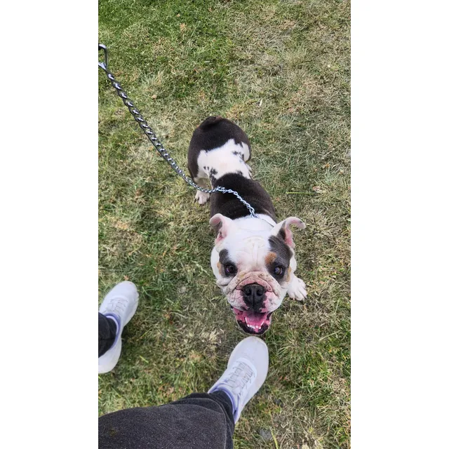 Bulldog Inglés