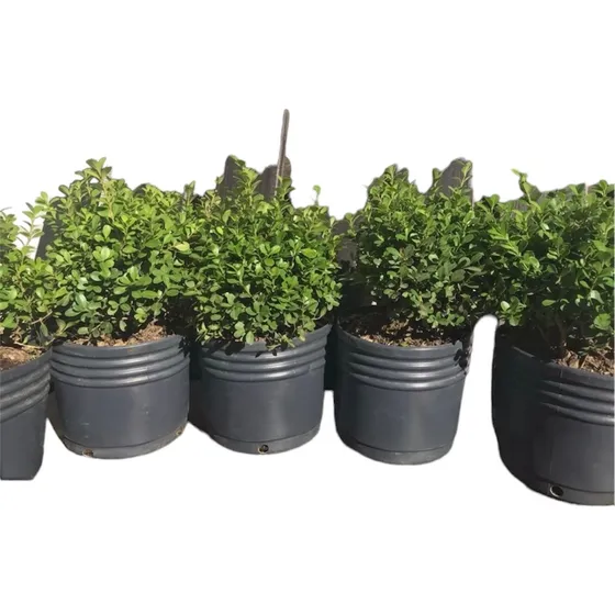 Planta Arbusto Boj Ideal Para El Jardin