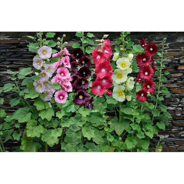 Semillas De Malva Real - ( Alcea Rosea ) - Mix De Colores