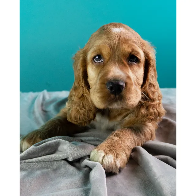 Hermosos Cachorros Cocker Spaniel Papas Buena Genetica