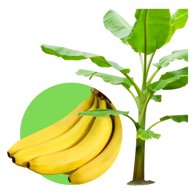 1 Muda De Banana Prata Anã Brs Embrapa Pronta Entrega