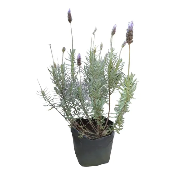 Lavanda Con Flores Especial Muy Resistente