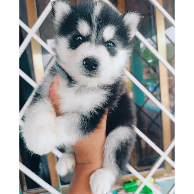 Husky Siberiano