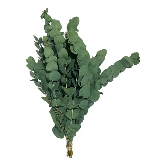 Eucalipto Desidratado Natural Buquê Arranjo Frete Decoração