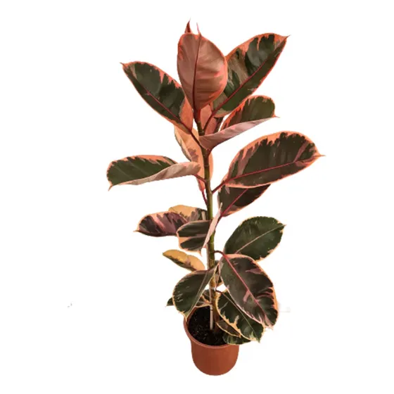 Muda Ficus Elástica Ruby