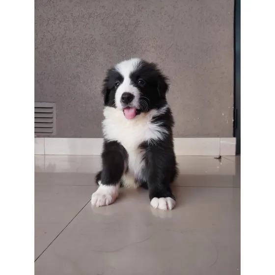 Cachorros Border Collie