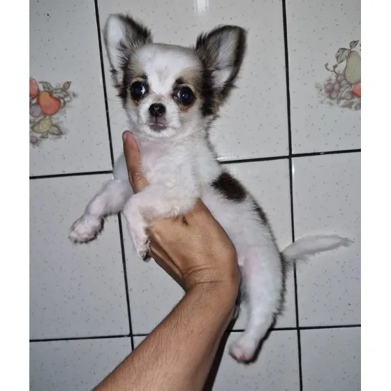 Chihuahuas Pelo Largo