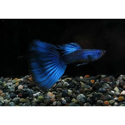 Peces Guppys Blue Moscow Para Acuarios Peceras 