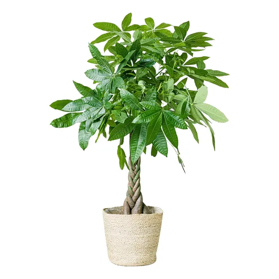 Pachira Aquática - Árbol Del Dinero - Money Tree